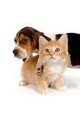 DOK 01 RK0287 01
Beagle Puppy And Orange Kitten On White Seamless