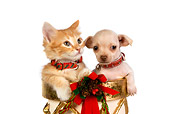DOK 01 RK0343 01
Head Shot Of Chihuahua Puppy Orange Tabby Kitten In Christmas Drum Seamless