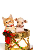 DOK 01 RK0346 01
Head Shot Of Chihuahua Puppy Orange Tabby Kitten In Christmas Drum Seamless