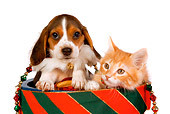 DOK 01 RK0386 01
Head Shot Of Beagle Puppy And Orange Tabby Kitten In Christmas Drum Studio