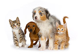 DOK 01 RK0413 01
Two Puppies And Two Tabby Kittens Standing On White Seamless Studio
