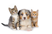 DOK 01 RK0415 01
Australian Shepherd Laying Between Two Tabby Kittens On White Seamless Studio