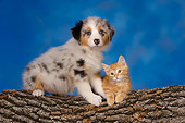 DOK 01 RK0417 01
Australian Shepherd And Red Tabby Kitten On Log Studio