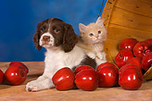 DOK 01 RK0431 01
English Springer Spaniel Puppy And Red Tabby Kitten By Basket Of Apples Studio