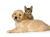 DOK 01 RK0440 01
Golden Retriever Puppy And Gray Tabby Kitten On White Seamless Studio