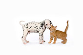DOK 01 RK0462 01
Dalmatian Puppy And Red Tabby Kitten On White Seamless Studio