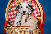 DOK 01 RK0480 01
Dalmatian Puppy And Orange Kitten In Basket