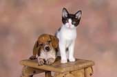 DOK 01 RK0484 01
Dachshund Puppy And Black And White Kitten On Table Studio