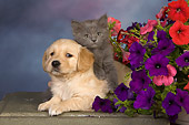 DOK 01 RK0492 01
Golden Retriever Puppy And Gray Kitten By Flowers Studio