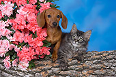 DOK 01 RK0505 01
Dachshund Puppy And Maine Coon Kitten On Log By Flowers Studio