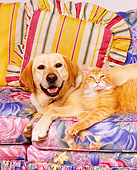 DOK 03 RK0059 06
Yellow Labrador And Orange Cat Laying On Floral Couch Together