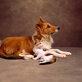 DOK 03 DC0001 01
Portrait Of Mixed Breed Dog And Calico Cat Studio