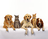 DOK 03 RK0001 01
Group Of Dogs And Cats Laying In A Row On White Seamless Background