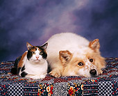 DOK 03 RK0020 05
Mixed Breed And Calico Cat Laying Together On Quilt Mottled Background