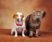 DOK 03 RK0024 02
Jack Russell Terrier And Tabby Cat Sitting Together Brown Mottled Background