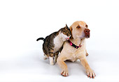 DOK 03 RK0136 11
Yellow Labrador and Domestic Cat