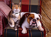 DOK 03 RK0181 10
Bulldog And Calico Cat Laying Together On Plaid Chair