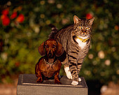 DOK 03 RK0188 13
Mini Dachshund And Gray Tabby Cat Sitting Together On Pedestal Blurry Flowers