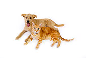 DOK 03 RK0219 02
Mixed Breed Terrier And Orange Cat Laying On White Seamless