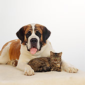 DOK 03 RS0016 01
St.Bernard And Tabby Cat Laying Together