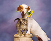 DOK 04 RK0036 02
Jack Russell Terrier Yellow Flower In Mouth And Tabby Kitten On Wooden Barrel