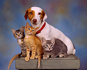DOK 04 RK0037 04
Jack Russell Terrier And Kittens Sitting On Pedastal Mottled Background
