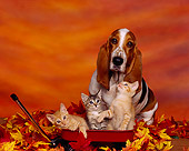 DOK 04 RK0051 04
Basset Hound And Three Kittens Sitting On Red Wagon With Fall Colored Leaves