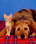 DOK 04 RK0074 07
Mixed Breed And Orange Kitten Laying Together On Red Plaid Blanket