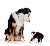 DOK 04 RS0006 01
Calico Kitten Hissing At Mixed Breed Dog