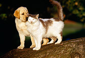 DOK 06 RK0001 08
Gray And White Cat Standing By Yellow Labrador Retriever Puppy On Tree Branch At Dusk