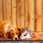 DOK 06 RS0007 03
Mixed Breed Dog Laying With Gray And White Kitten
