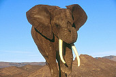 ELE 01 RK0034 28
Elephant.