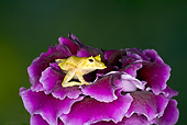 FRG 01 JZ0025 01
Solomon Island Leaf Frog Sitting On Purple Flower