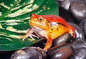 FRG 01 RK0062 04
Tomato Frog On Rocks And Leaf