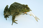 FRG 01 WF0001 01
American Bullfrog Eating Fish On White Seamless