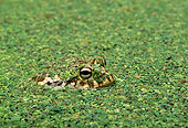 FRG 01 TK0014 01
African Bullfrog Laying In Water Covered With Plants