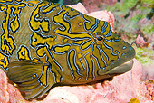 FSH 01 JM0052 01
Head Shot Of Giant Hawkfish Mexico