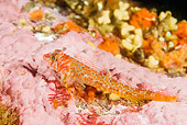 FSH 01 JM0062 01
Longfin Sculpin On Coral Alaska