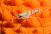 FSH 01 JM0063 01
Sculpin On Orange Sponge Alaska