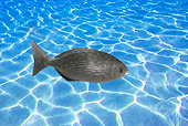 FSH 01 KH0008 01
Pacific Drummer Swimming In Tropical Ocean