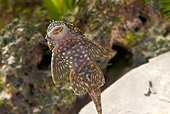 FSH 01 WF0001 01
Bushymouth Catfish Clinging To Glass In Aquarium
