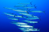 FSH 01 WF0003 01
School Of Blackfin Barracuda Swimming In Sea