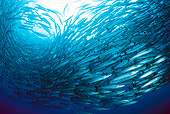 FSH 01 WF0005 01
School Of Blackfin Barracuda Swimming In Sea