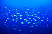 FSH 01 WF0008 01
School Of Skipjack Tuna Swimming In Sea