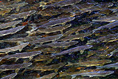 FSH 01 WF0009 01
Pink Salmon Returning To Spawning Stream
