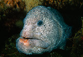 FSH 01 JM0015 01
Wolf Eel
Canada