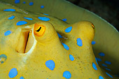 FSH 03 WF0001 01
Close-Up Of Bluespotted Ribbontail Ray