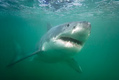 FSH 04 KH0013 01
Great White Shark