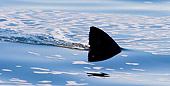 FSH 04 KH0024 01
Great White Shark Dorsal Fin Breaking Surface Of Ocean