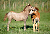 HOR 01 KH0183 01
Two Camargue Foals Nuzzling In Pasture